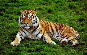 siberian tiger.jpg